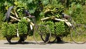 Bananentransport